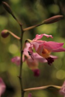 /album/kuranda/img-2859-533x800-jpg/